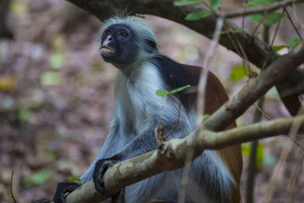 Macaco Colobus Vermelho na floresta. Zanzibar. — Fotografia de Stock