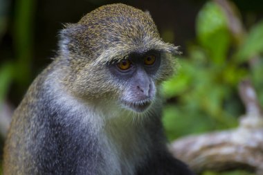 Ormandaki Mavi maymun yakın çekim. Zanzibar