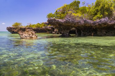 Mangrov okyanus lagün içinde. Kwale Adası. Zanzibar. 