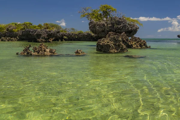 Mangroves in the lagoon . Kwale island. Zanzibar. — Stock Photo, Image