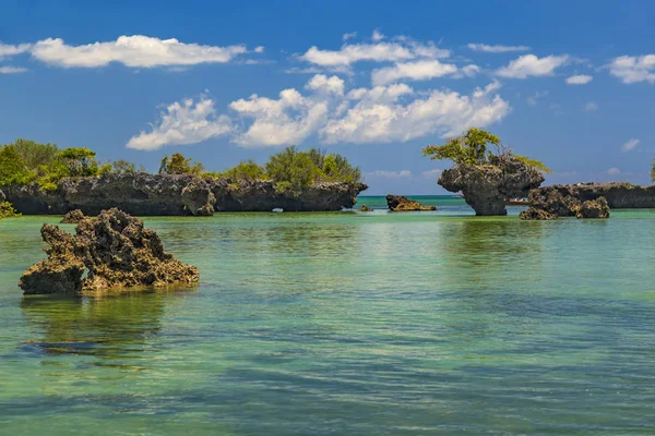 Mangroves in the ocean lagoon . Kwale island. Zanzibar. — Stock Photo, Image