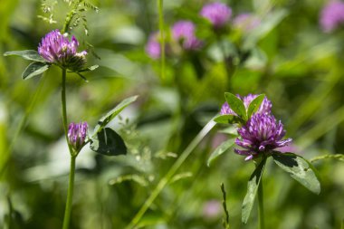 bir yaz çayır üzerinde yabani yonca