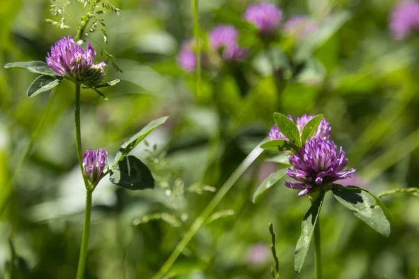 bir yaz çayır üzerinde yabani yonca