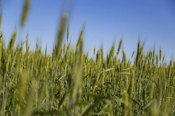 Espiguillas verdes de trigo contra el cielo azul . — Foto de Stock