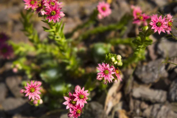 Flowers of pink common houseleek, sempervivum tectorum — Stock Photo, Image
