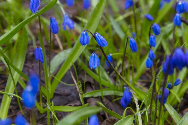 Gotas de neve azuis em orvalho na floresta de primavera — Fotografia de Stock