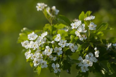 Crataegus, whitethorn Şubesi çiçeklenme 