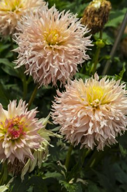 Çiçek dahlia Hapet şampanya