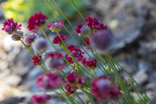 赤い草花 Armeria pseudarmeria マクロ — ストック写真