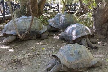 Aldabra dev Kaplumbağalar (Aldabrachelys kızgözü). Changuu Adası