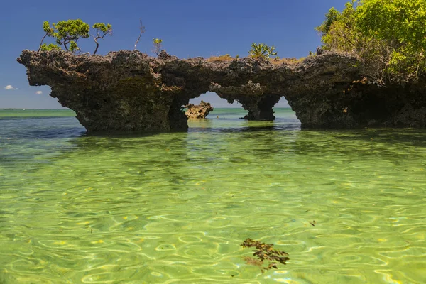 Mangroves in the ocean lagoon . Kwale island. Zanzibar. — Stock Photo, Image