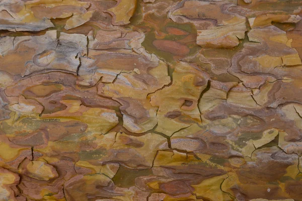 Textura de madera multicolor de pino conífero — Foto de Stock