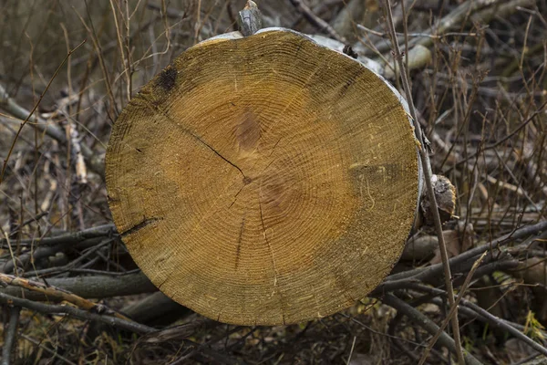 Legname rotondo di legno nella foresta — Foto Stock