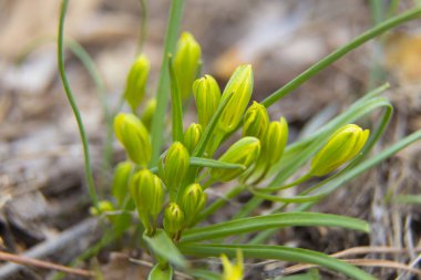Ormandaki ilk sarı bahar çiçekleri. İlkbahar