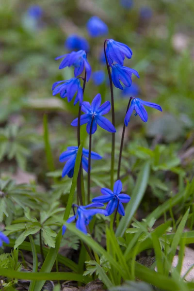 Голубые первые весенние дикие цветы в лесу — стоковое фото