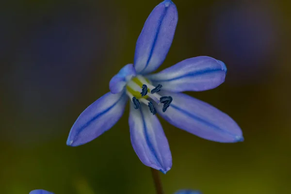 Primrose, the first spring flower -  Scilla bifolia . — Stock Photo, Image