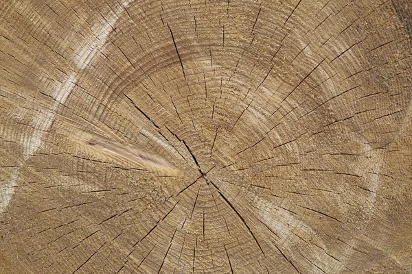 Struttura del legno tronco d'albero tagliato — Foto Stock