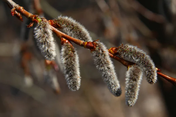 Rama de Aspen con amentos florecientes en bosque — Foto de Stock