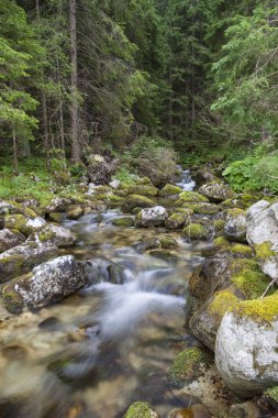 Yaz aylarında hızlı orman dağ nehri. Tatra Dağları