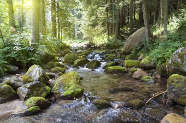 Yaz aylarında hızlı orman dağ nehri. Tatra Dağları