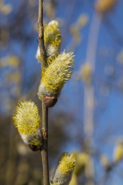 Kukum dalları ile kedicikler