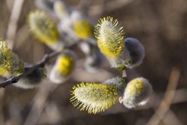 Kukum dalları ile kedicikler