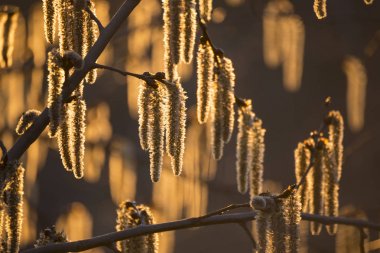 Güneşte altın güneş ışığında aspen dallarında çiçekli catkins