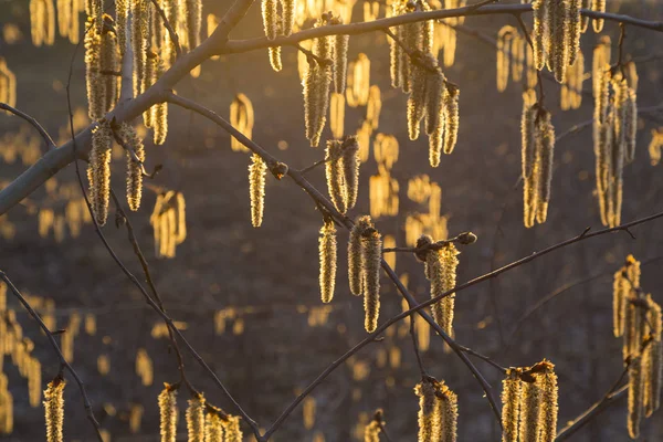 Güneşte altın güneş ışığında aspen dallarında çiçekli catkins — Stok fotoğraf