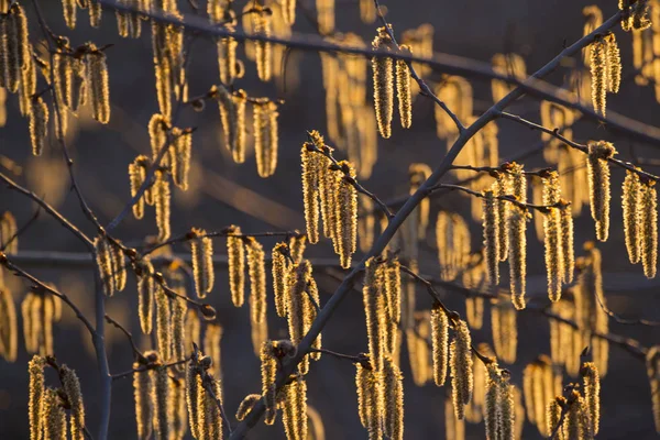 Güneşte altın güneş ışığında aspen dallarında çiçekli catkins — Stok fotoğraf