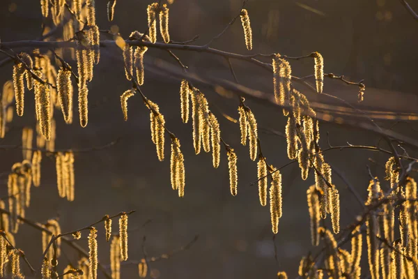 Güneşte altın güneş ışığında aspen dallarında çiçekli catkins — Stok fotoğraf