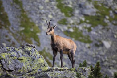 Chamois , Slovakya dağlarında Kamzik