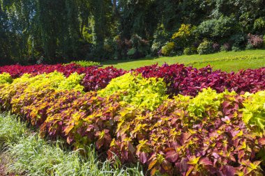 Çiçek gökkuşağı. Çiçekler coleus renkli parkway. 
