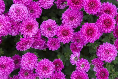 çiçekli bahçe mor krizantem, soyut arka plan