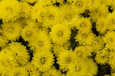 çiçekli sarı bahçe krizantem, soyut arka plan