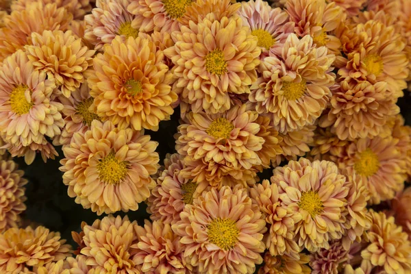 Jardin fleuri chrysanthèmes, fond abstrait — Photo