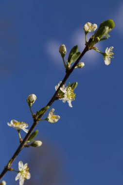 Crataegus mı? Bahar yakın çekimde çiçek açan alıç dalı