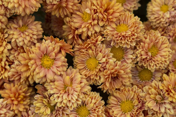 開花庭菊、抽象的な背景 — ストック写真