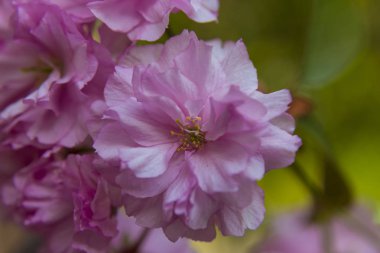 Çift pembe sakura çiçekleri 