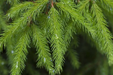 Kozalaklı ormanda yağmur. Yağmur damlaları ile Dal ladin
