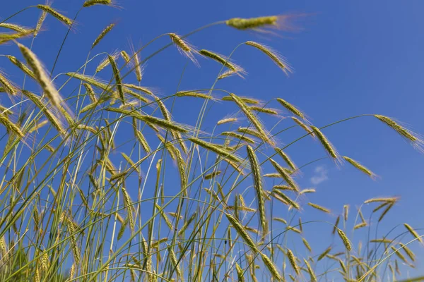 Orejas de trigo contra el cielo azul — Foto de Stock