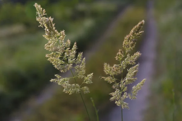 Erba ornamentale primo piano — Foto Stock