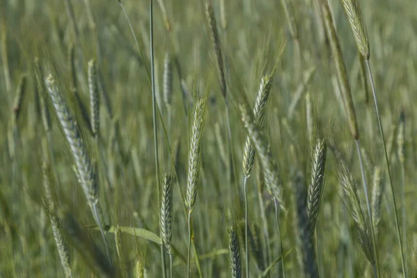 Cosecha. Espiguillas verdes de trigo de cerca . — Foto de Stock