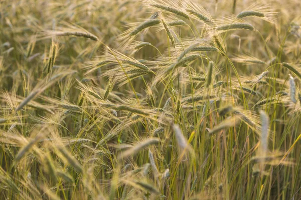 Orejas de trigo. Cosecha de trigo — Foto de Stock