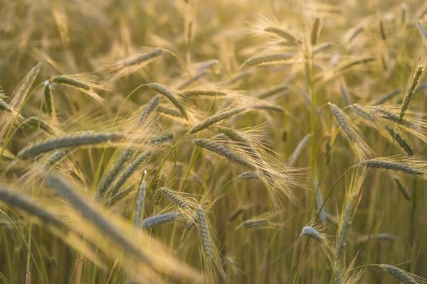 Cosecha de trigo bajo la luz del sol — Foto de Stock