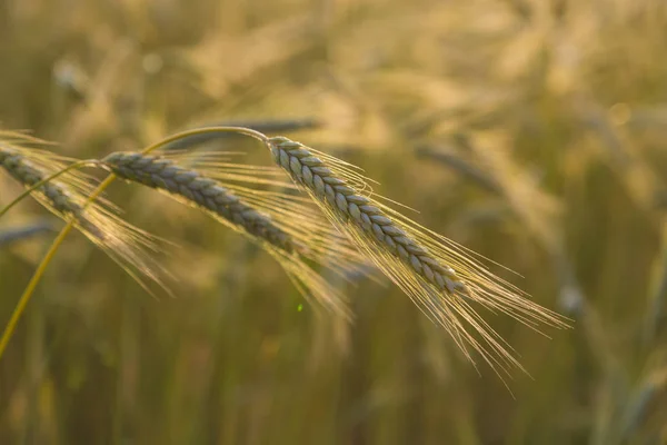 小麦の耳は日光で閉じる — ストック写真