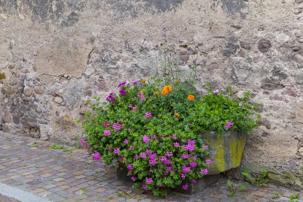 Стіна прикрашена квітами — стокове фото