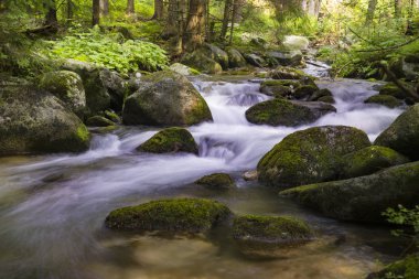 Güzel doğa - orman dağ nehri. Slovakya