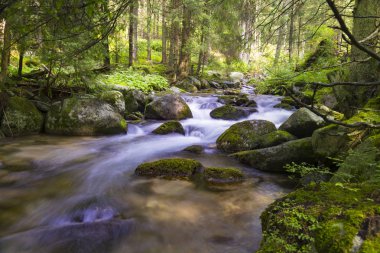 Güzel doğa - orman dağ nehri. Slovakya