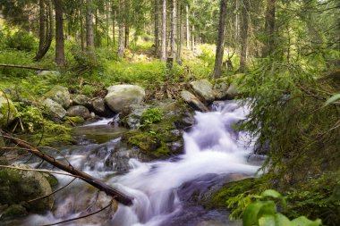 Güzel doğa - orman dağ nehri. Slovakya