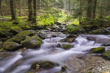 Güzel doğa - orman dağ nehri. Slovakya